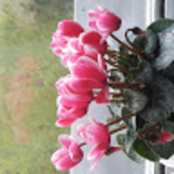 Meet your Posher, Koolzee - Picture 1 of 1